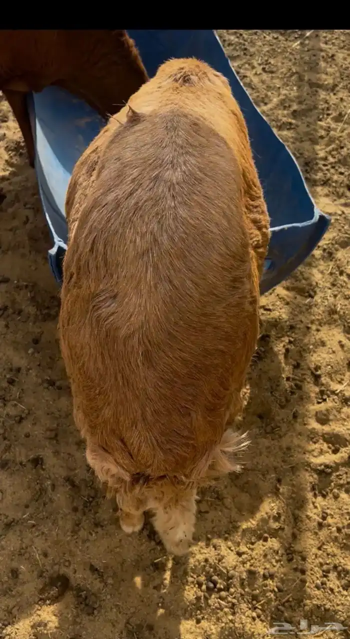 سواكن طيبه وسعرها طيب 1