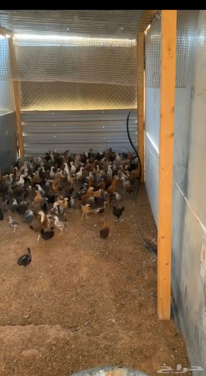 صيصان وفروج 2