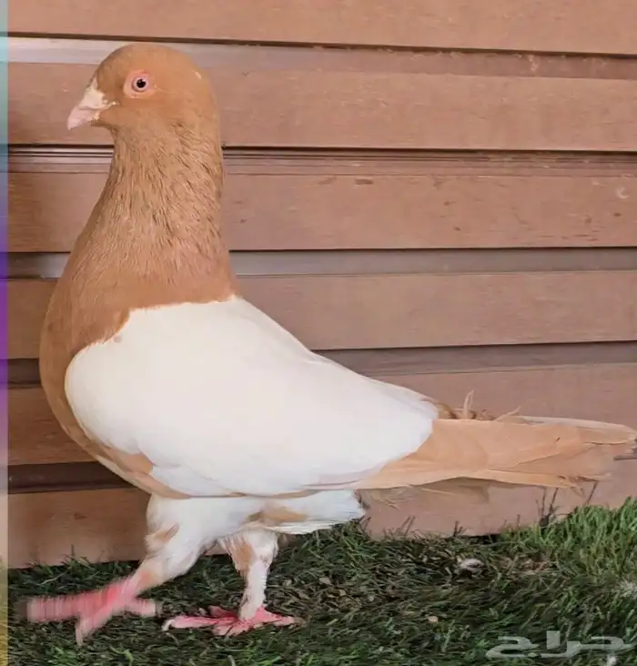 جوز دجي الماني قشطه 7