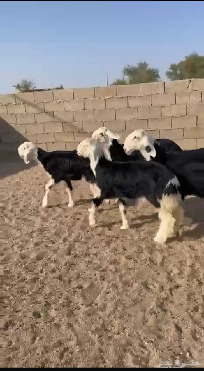 رخال نجد مقنوي طيبات . العدد   7 رخال 2