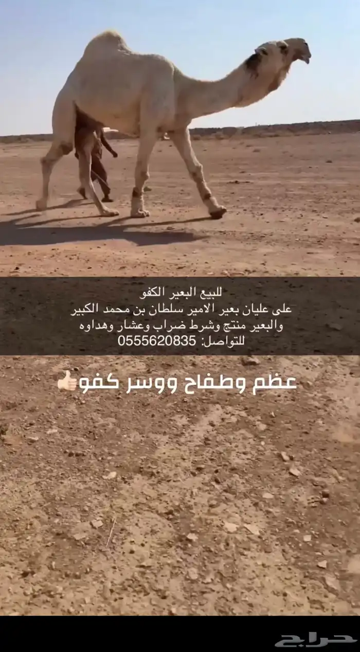 للبيع البعير الكفو 0