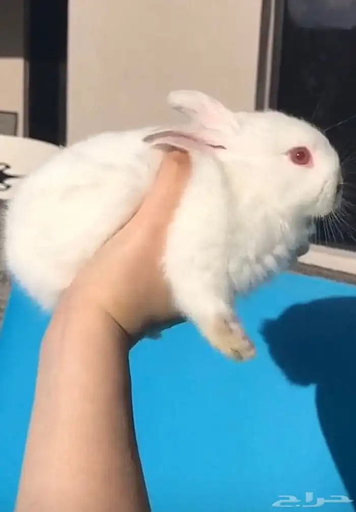 ارانب شانشيلا كيوت و أرانب فرنسيه 0