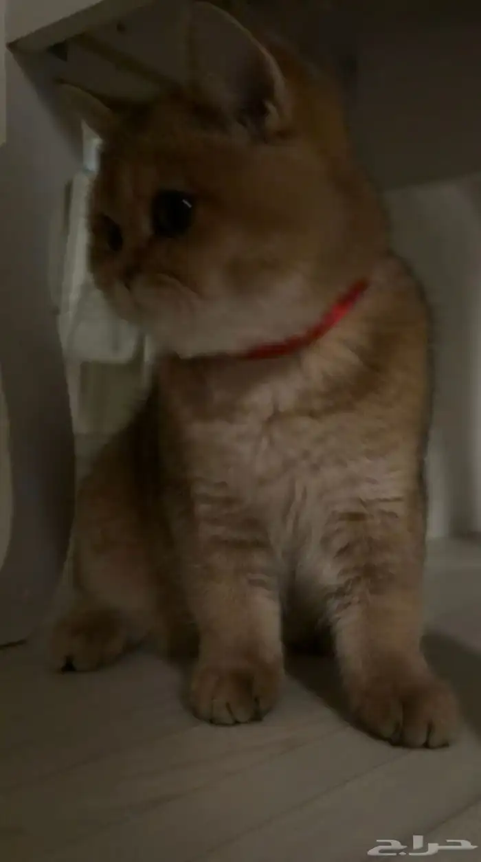 قطو سكوتش للتزاوج 1