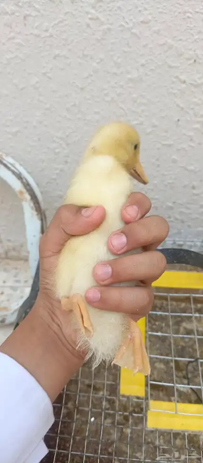 البيع على السوم index