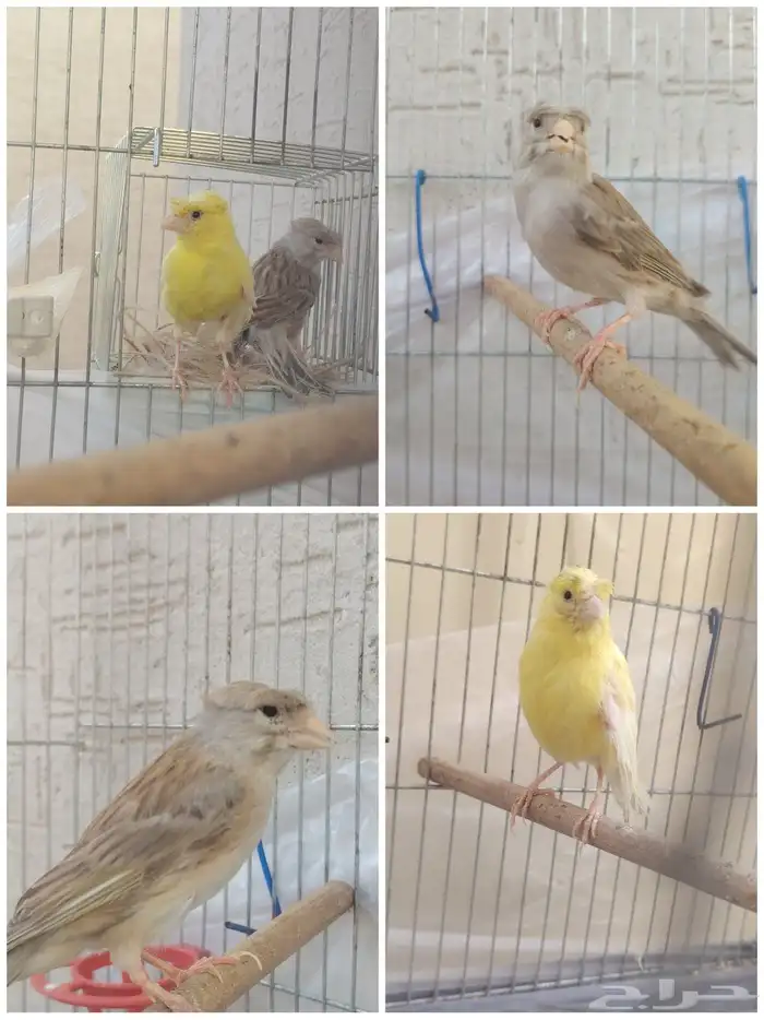 سلا عليكم للبيع جوز كناري كرست الموقع الاحساء الشعبه البيع ب 0