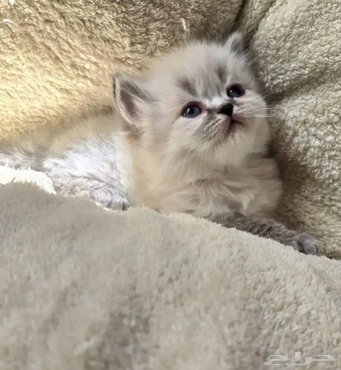 قطط همالايا(تم الحجز) 0