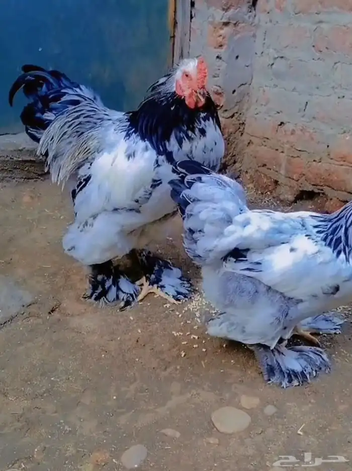 مربى دواجن خبرة أكثر من 15عام مصرى 1