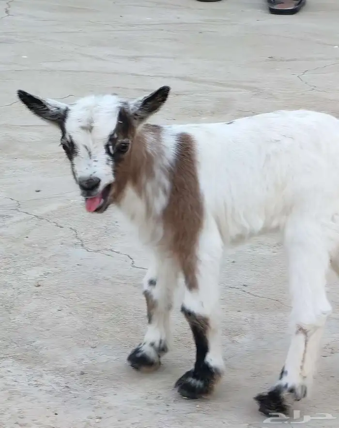 ماعز قزم انثى 2