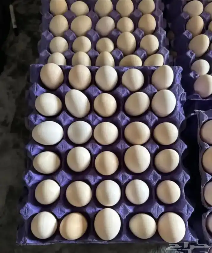 بيض دجاج بلدي طازج 0