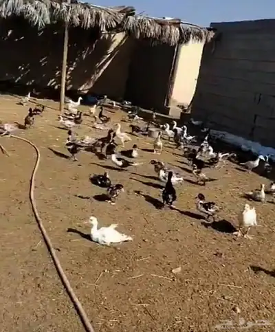 بط للبيع index