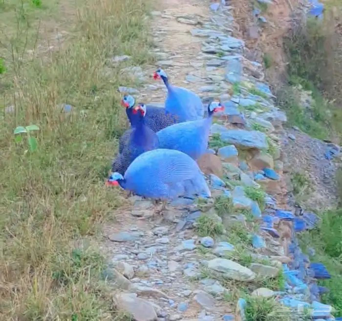 دجاج حبشي أو حجل للبيع 0