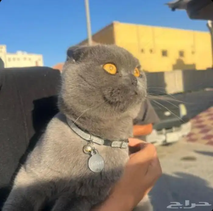 توصيل حيوانات 1