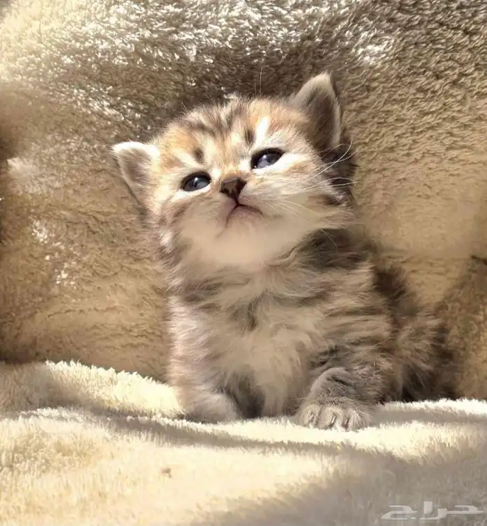 قطط همالايا(تم الحجز) 8