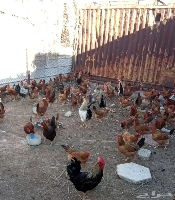 مربى دواجن خبرة أكثر من 15عام مصرى 8