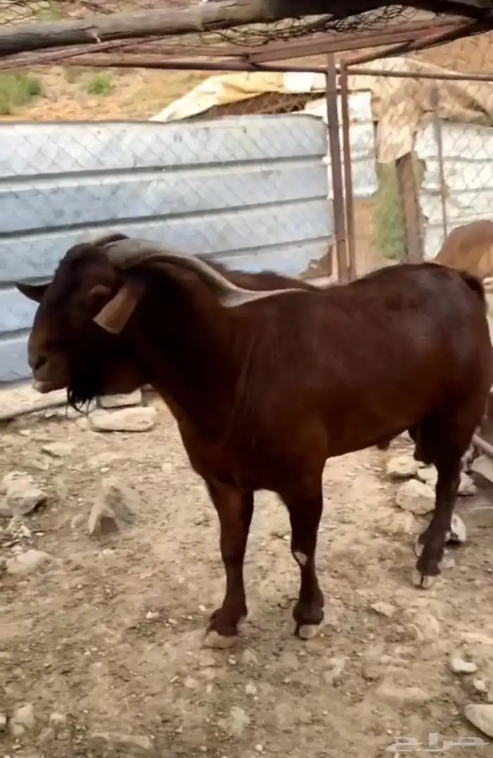 تيس أدهم فاخررر وصنف 0