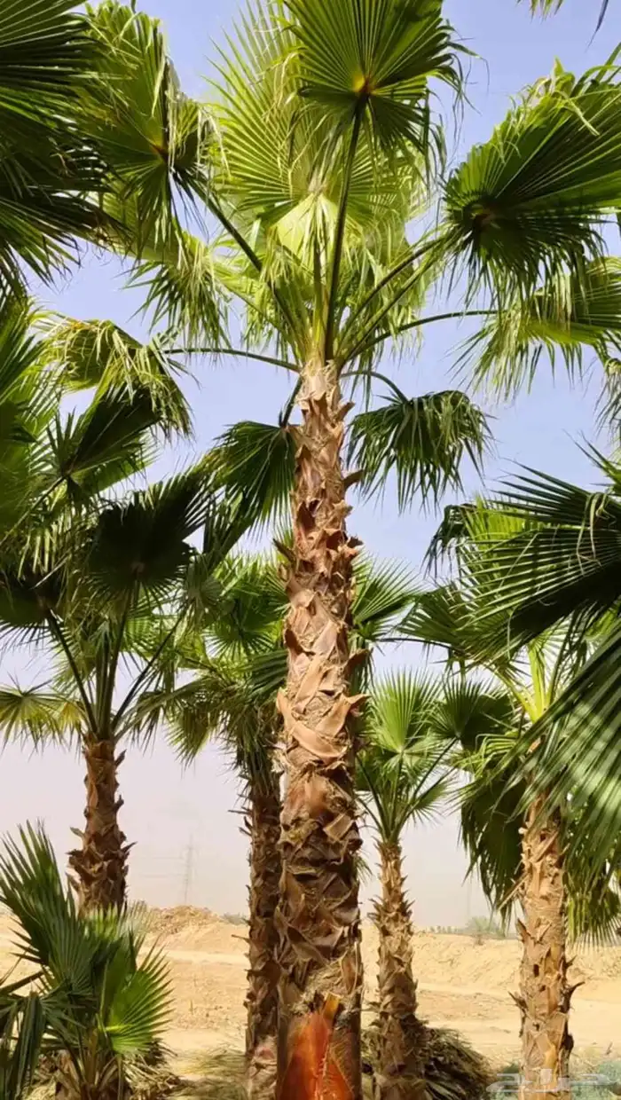 نخل واشنطونيا زينه 5