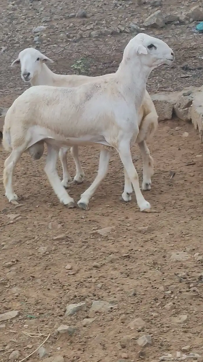 خرفان مشاريع على مستوى 2