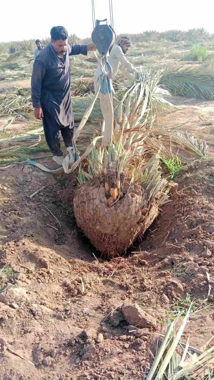 نخل خلاص برحي سكري 0