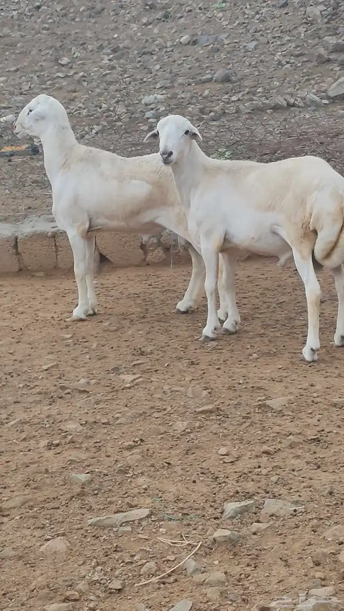 خرفان مشاريع على مستوى 1