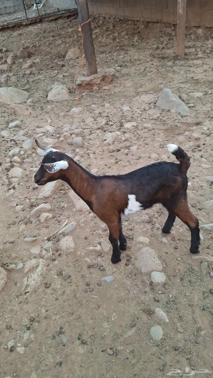 عتود يرضع غنم وضان 0