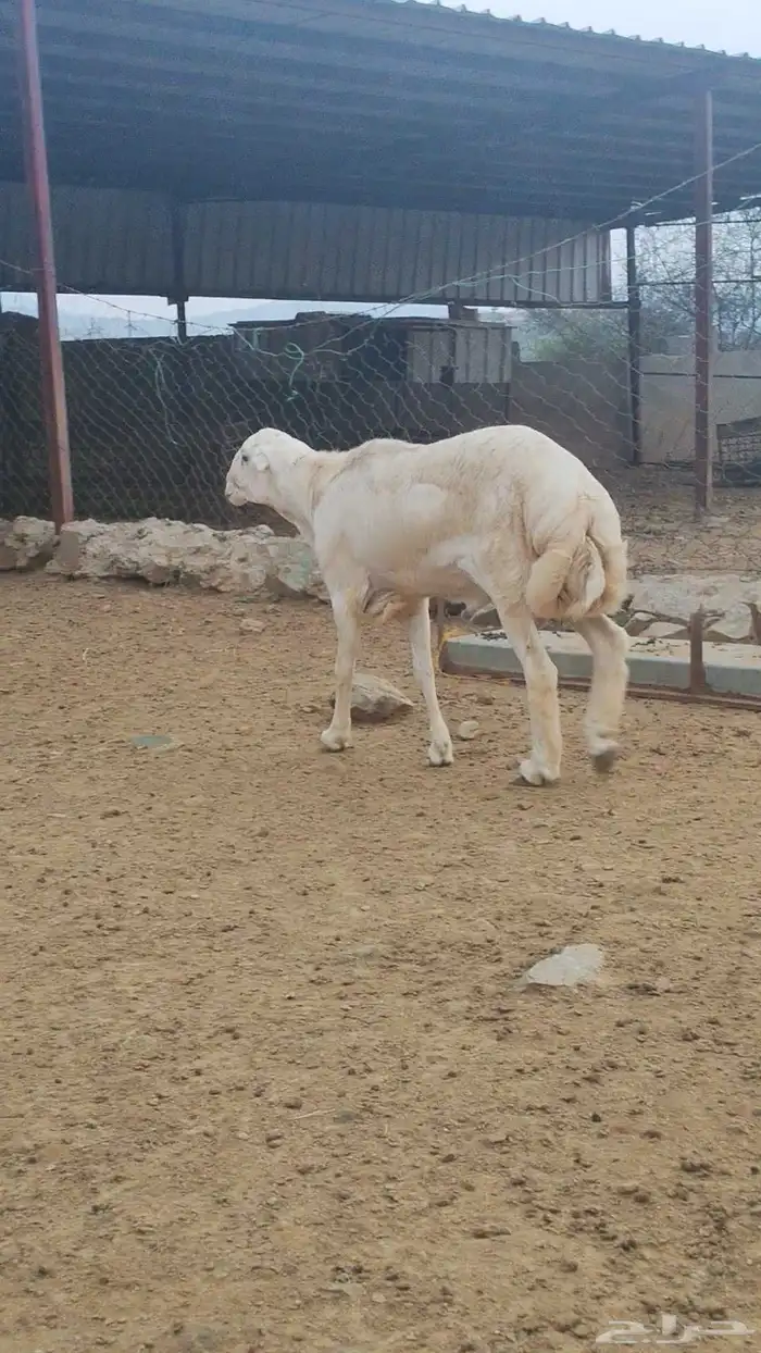 خرفان مشاريع على مستوى 6