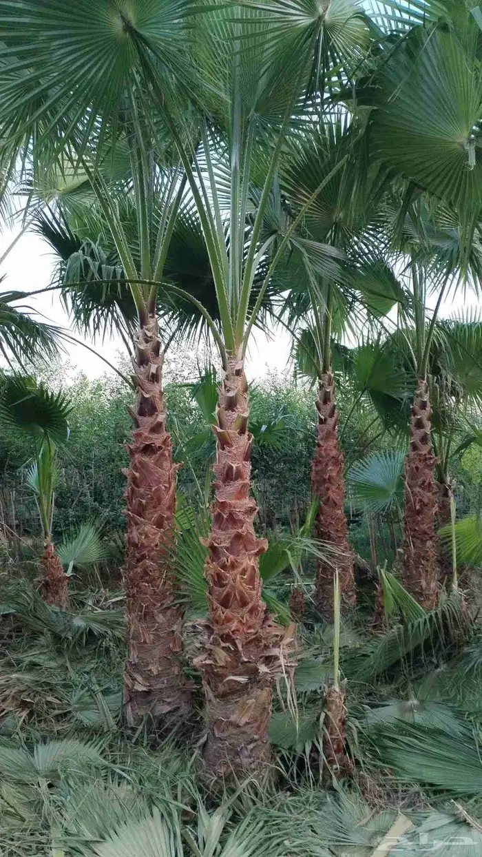 نخل واشنطني جميع المقاسات 1