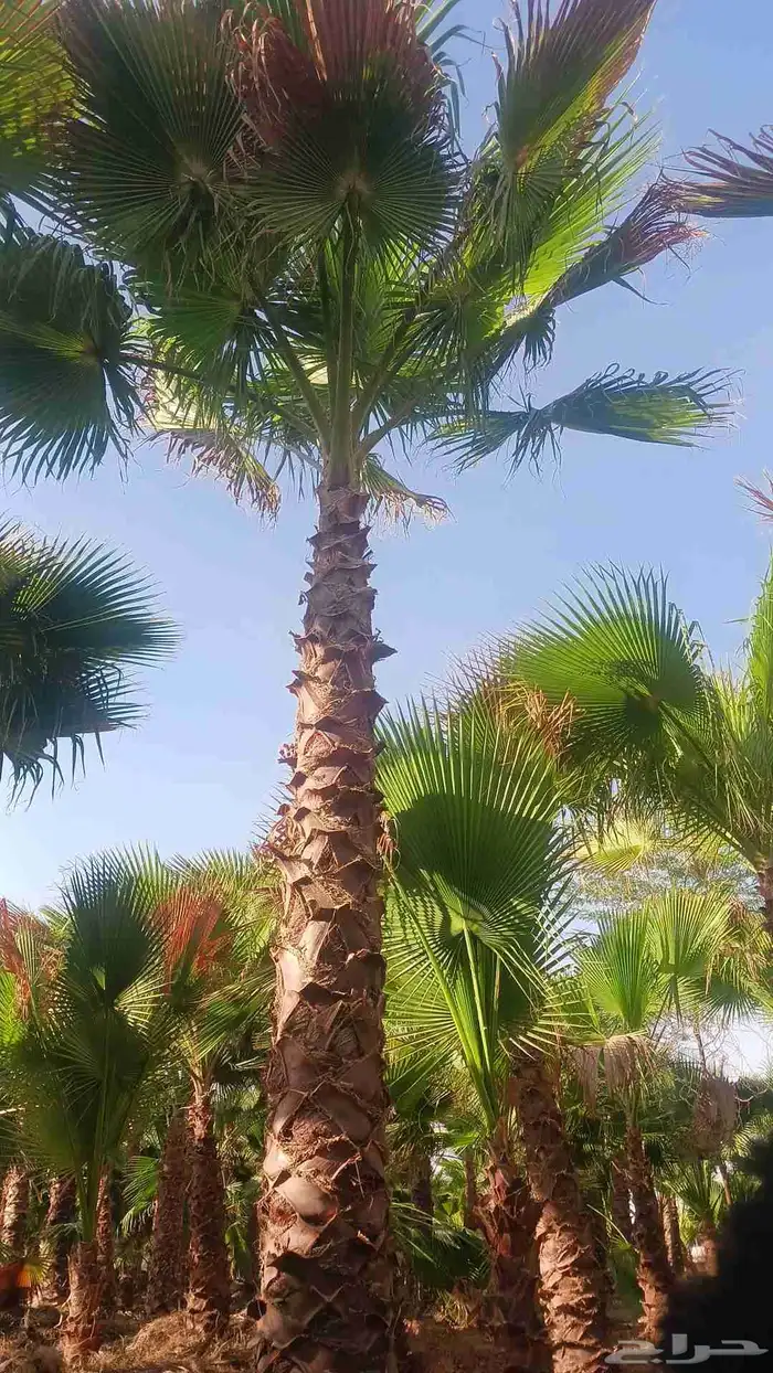 نخل واشنطونيا زينه 2