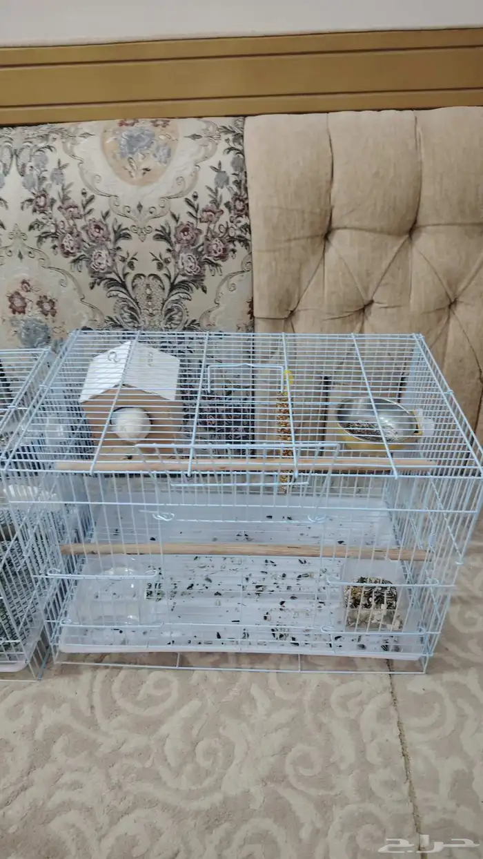 روز ذكر معه اغراضه 2