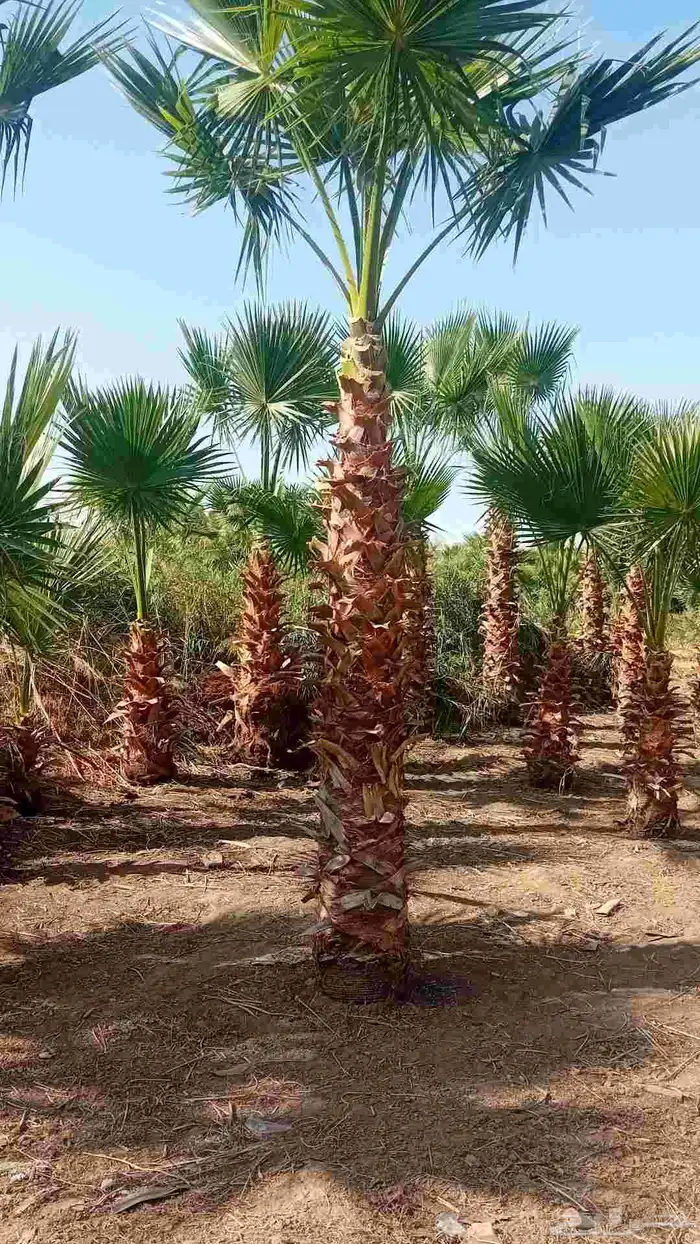 نخل واشنطنيا زينه 6
