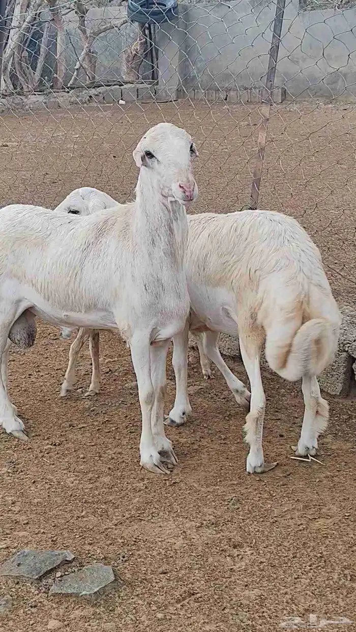 خرفان مشاريع على مستوى 7