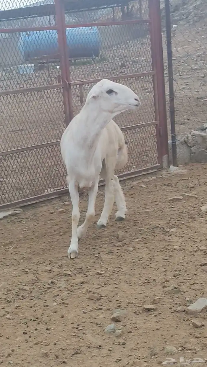 خرفان مشاريع على مستوى 4