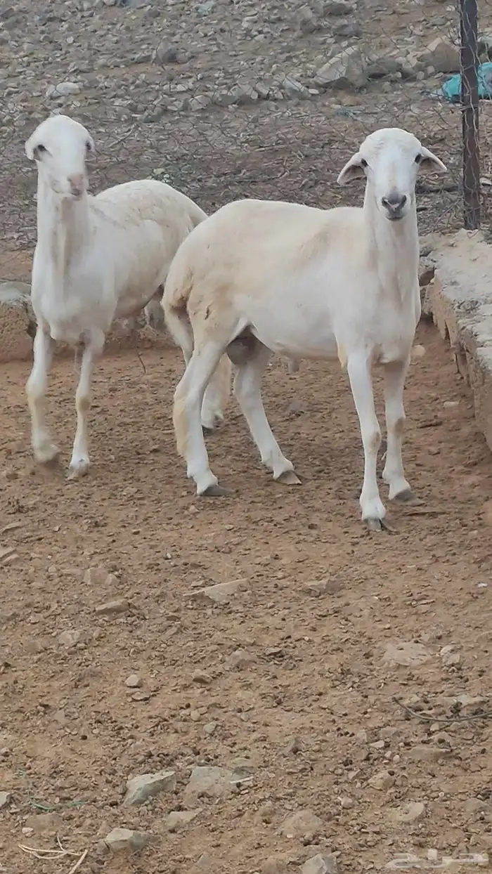 خرفان مشاريع على مستوى 3