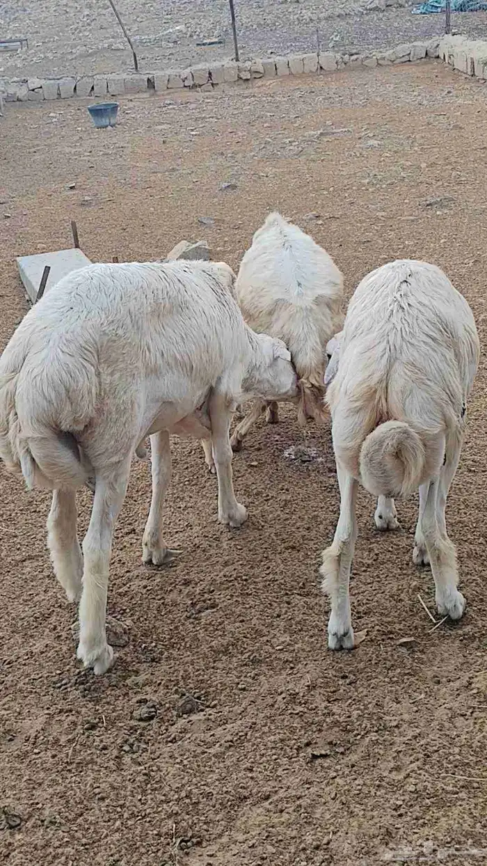 خرفان مشاريع على مستوى 8