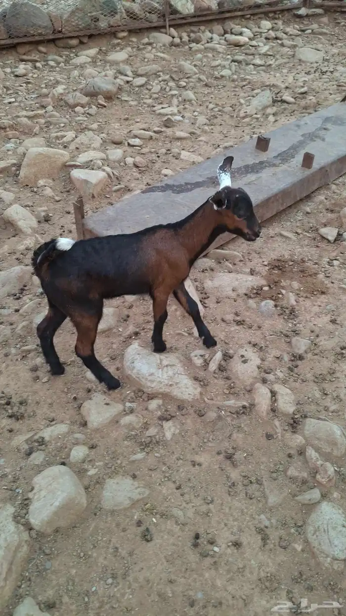 عتود يرضع غنم وضان 1