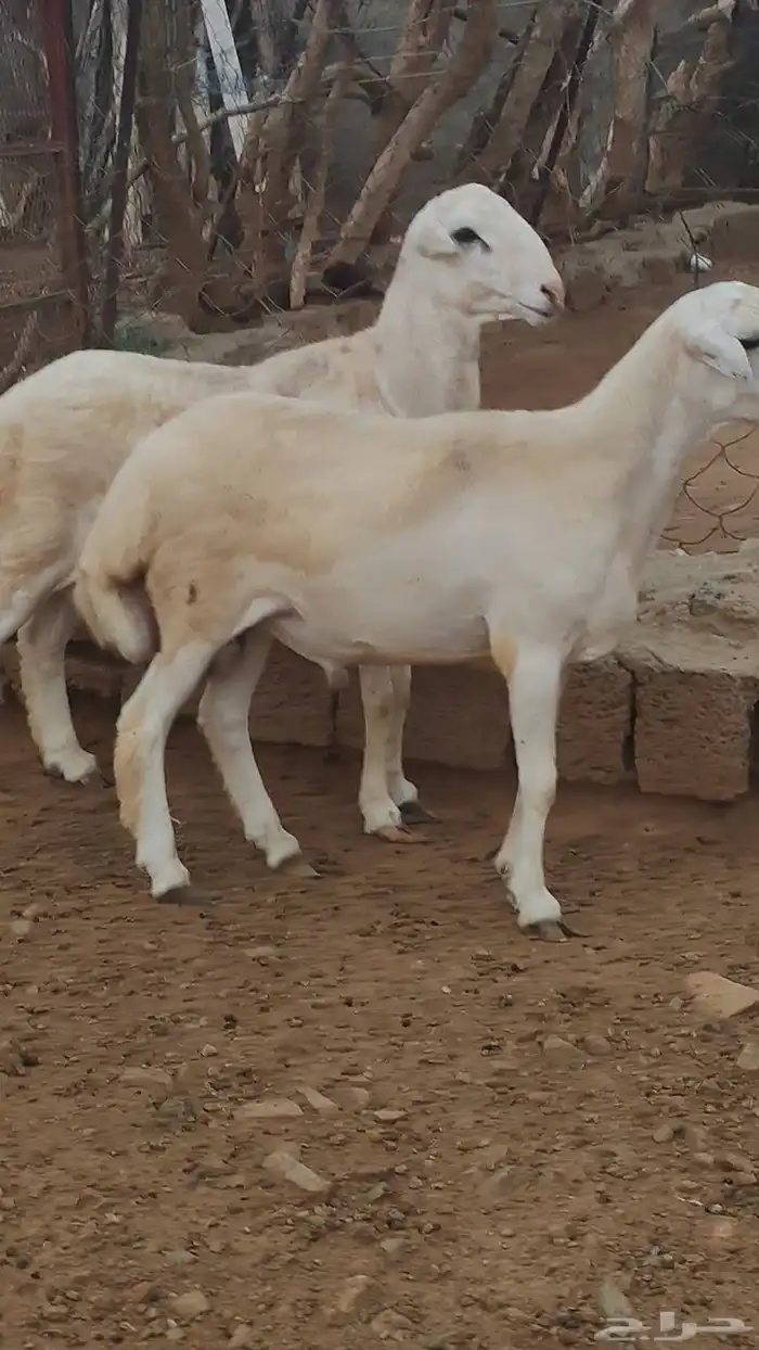 خرفان مشاريع على مستوى 9