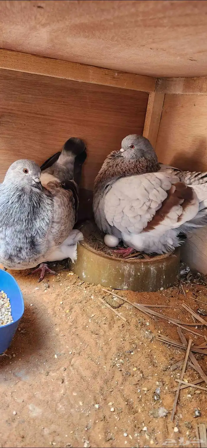 للبيع حمام و محاكر للحمام 5