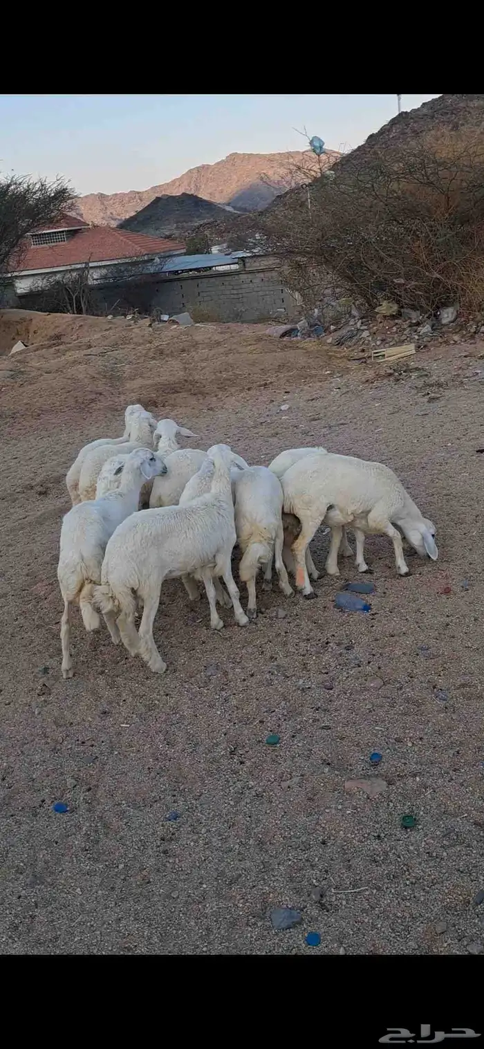 للبيع رخال نضاف وشحم 4