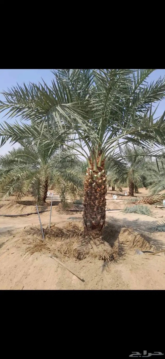 يتوفر لدينا جميع انوع  النخيل  سكري خلاص برحي روثانه منيفي 3