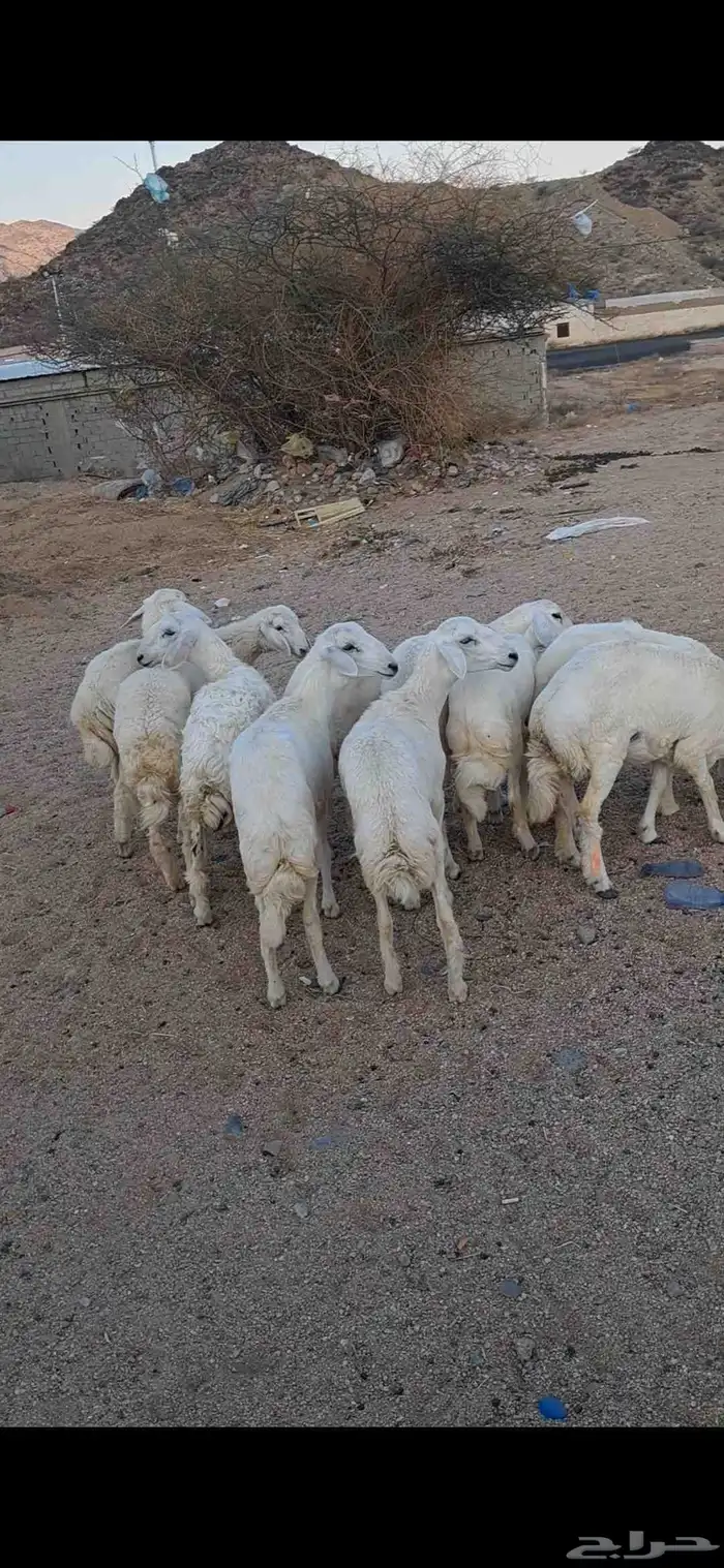 للبيع رخال نضاف وشحم 0