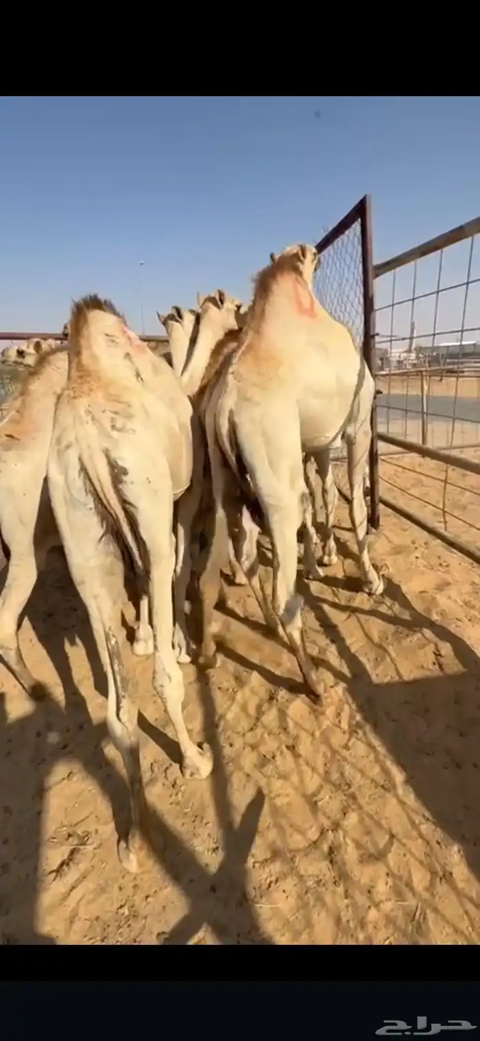 قعدان فل الفل مفاريد للبيع 0