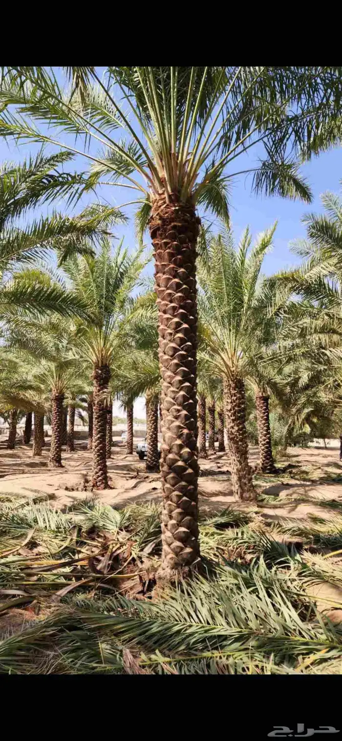 يتوفر لدينا جميع انوع  النخيل  سكري خلاص برحي روثانه منيفي 1
