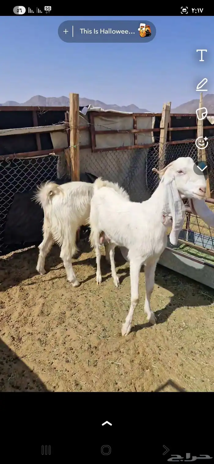 للبيع عنز وتيس 2