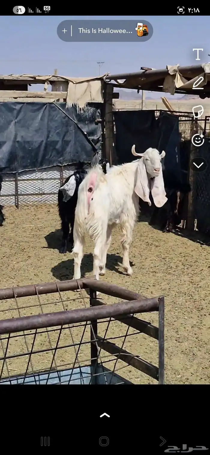 للبيع عنز وتيس 4