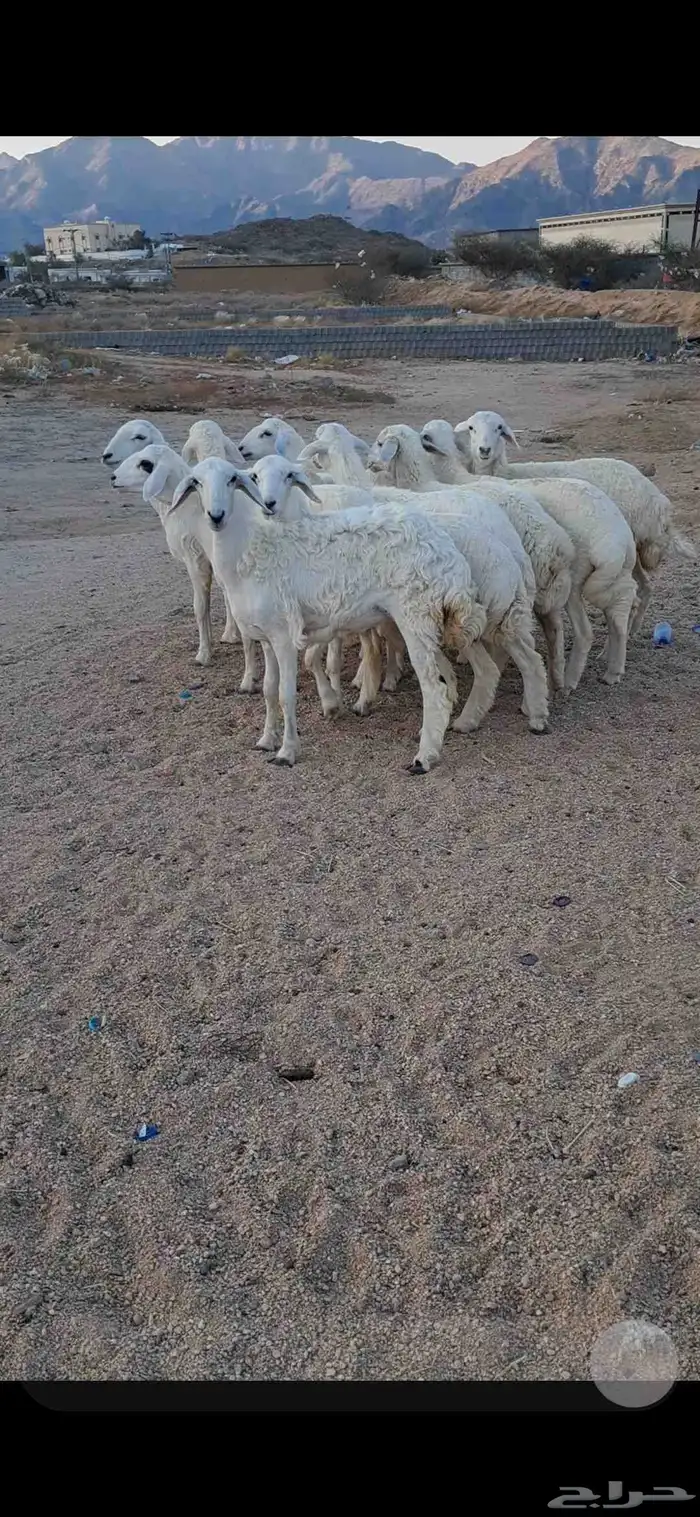 للبيع رخال نضاف وشحم 5