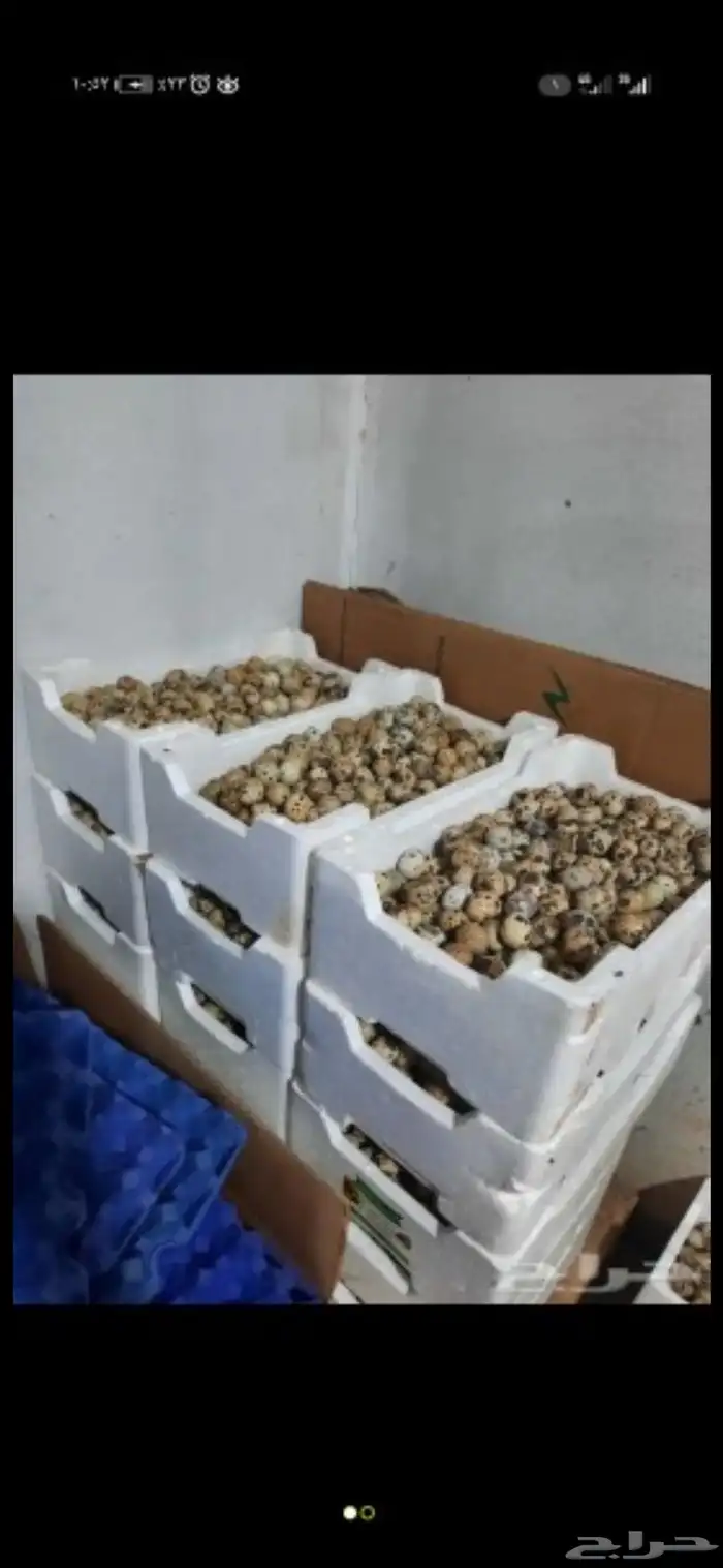 بيض سمان انتاج يومي ولله الحمد 3