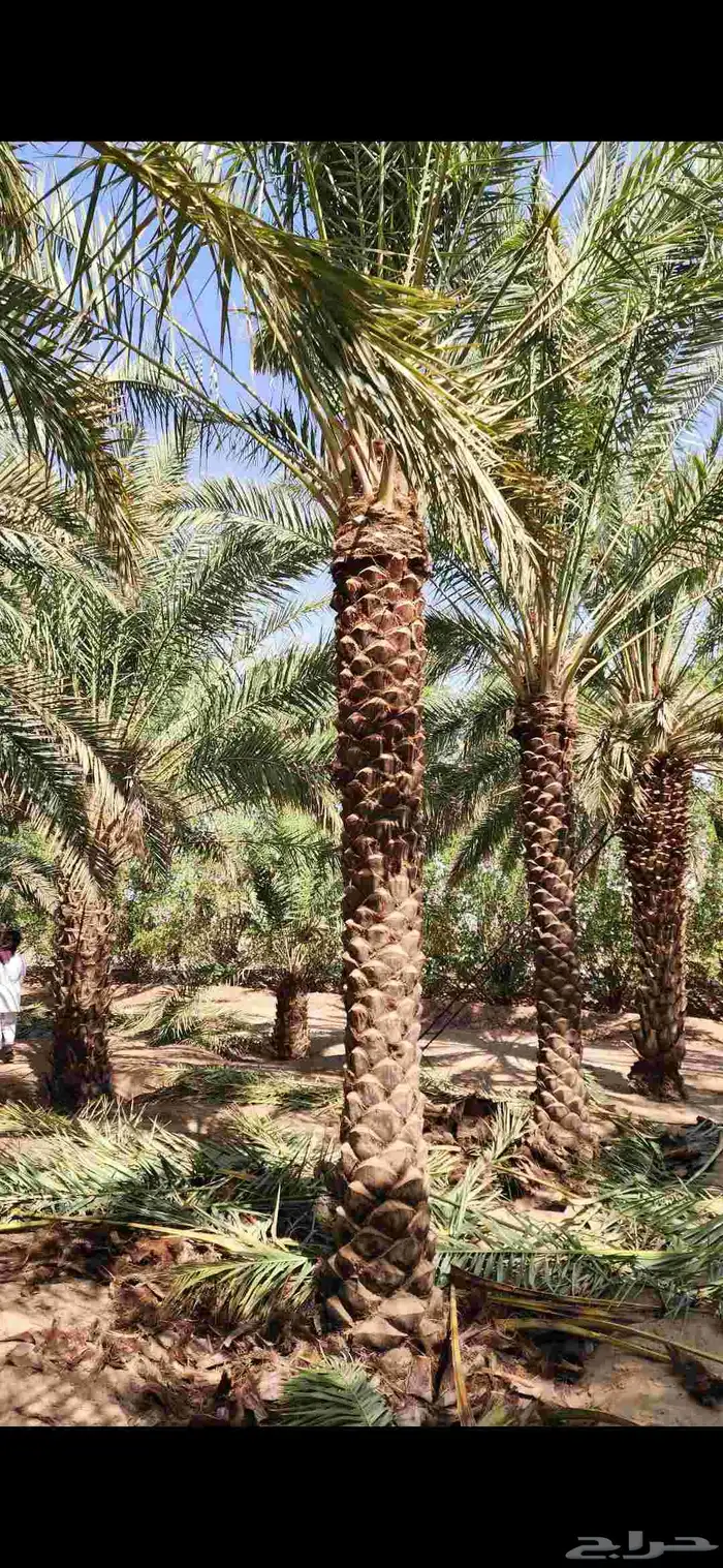 يتوفر لدينا جميع انوع  النخيل  سكري خلاص برحي روثانه منيفي 2