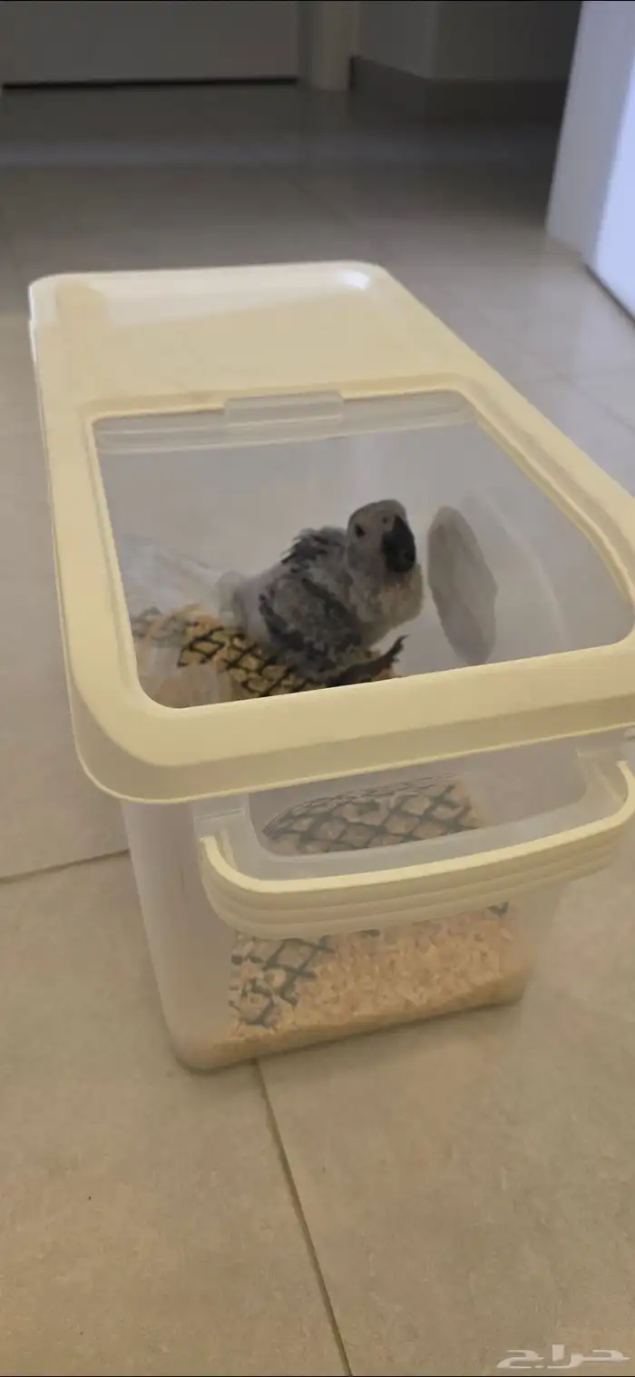 فروخ كاسكو اقساط انتاج محلي 4