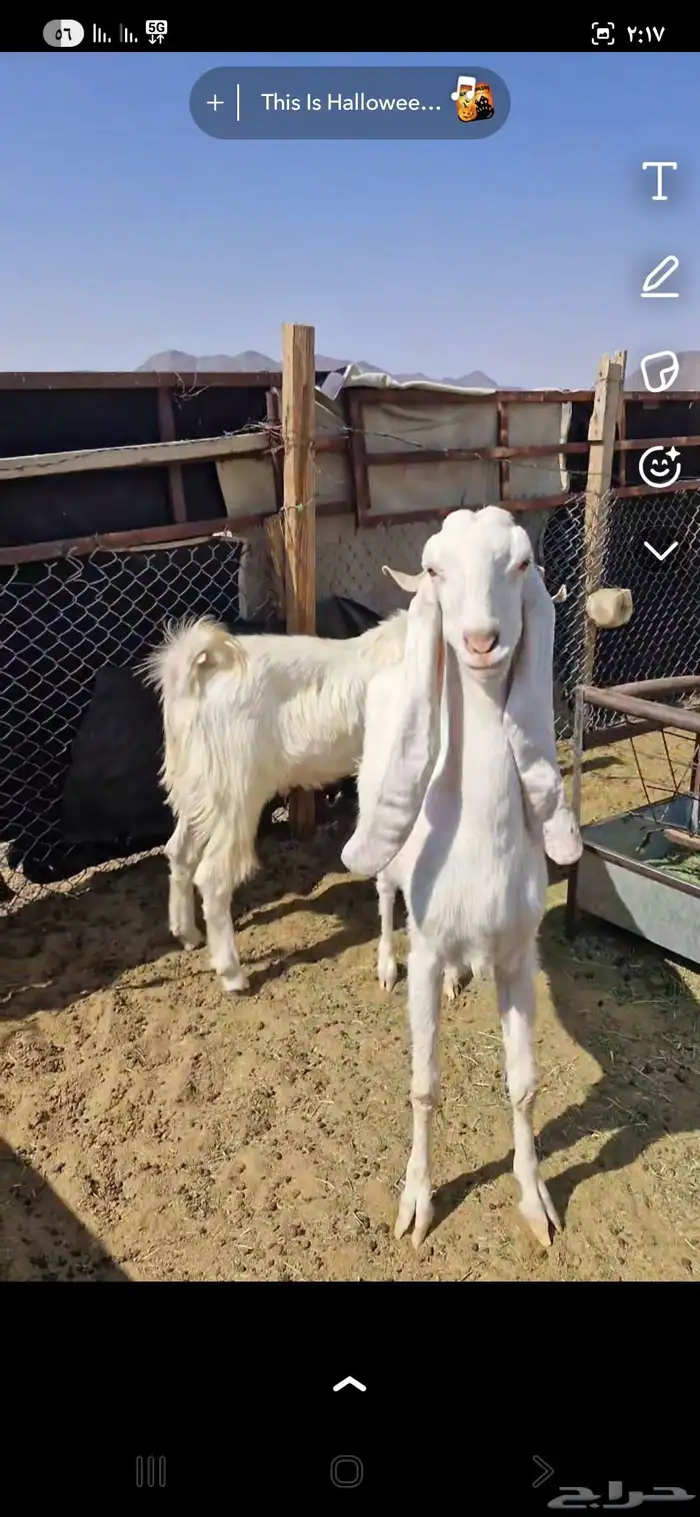 للبيع عنز وتيس 1