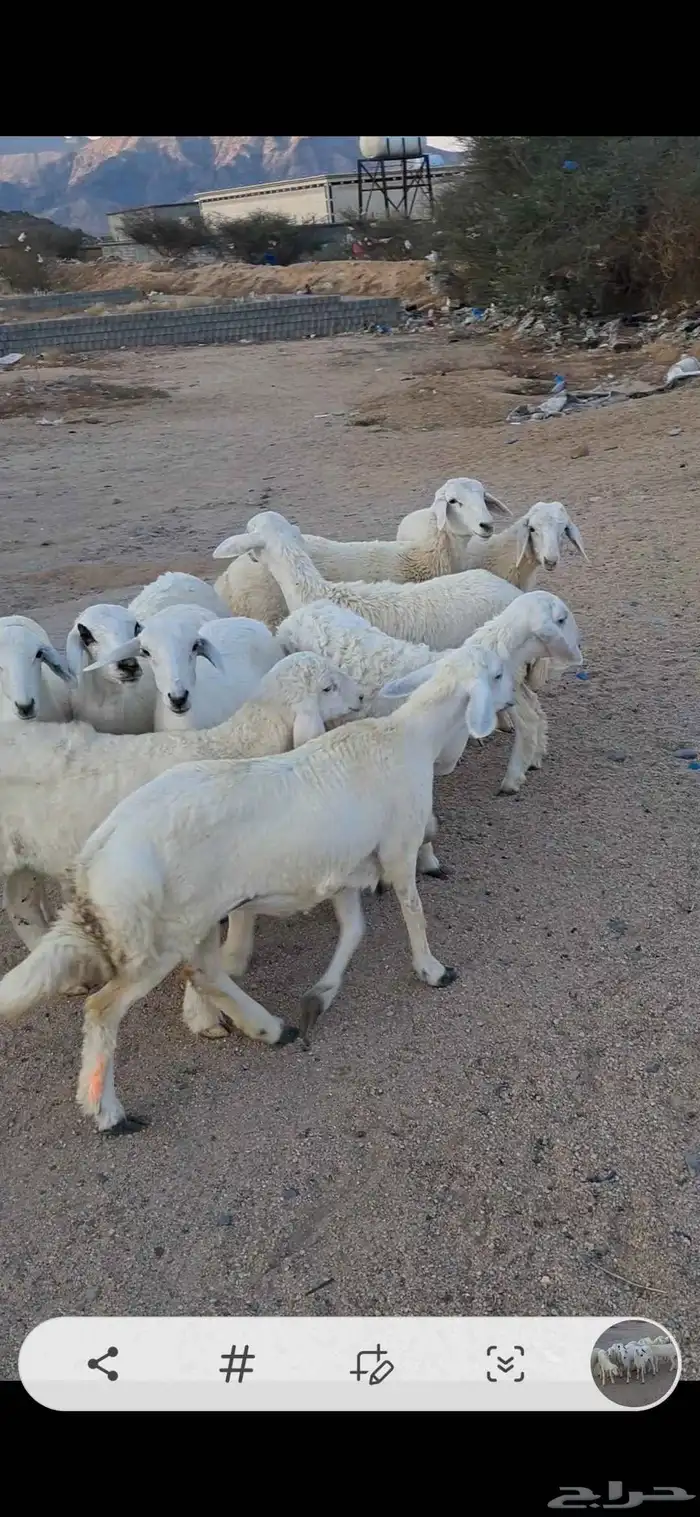 للبيع رخال نضاف وشحم 2