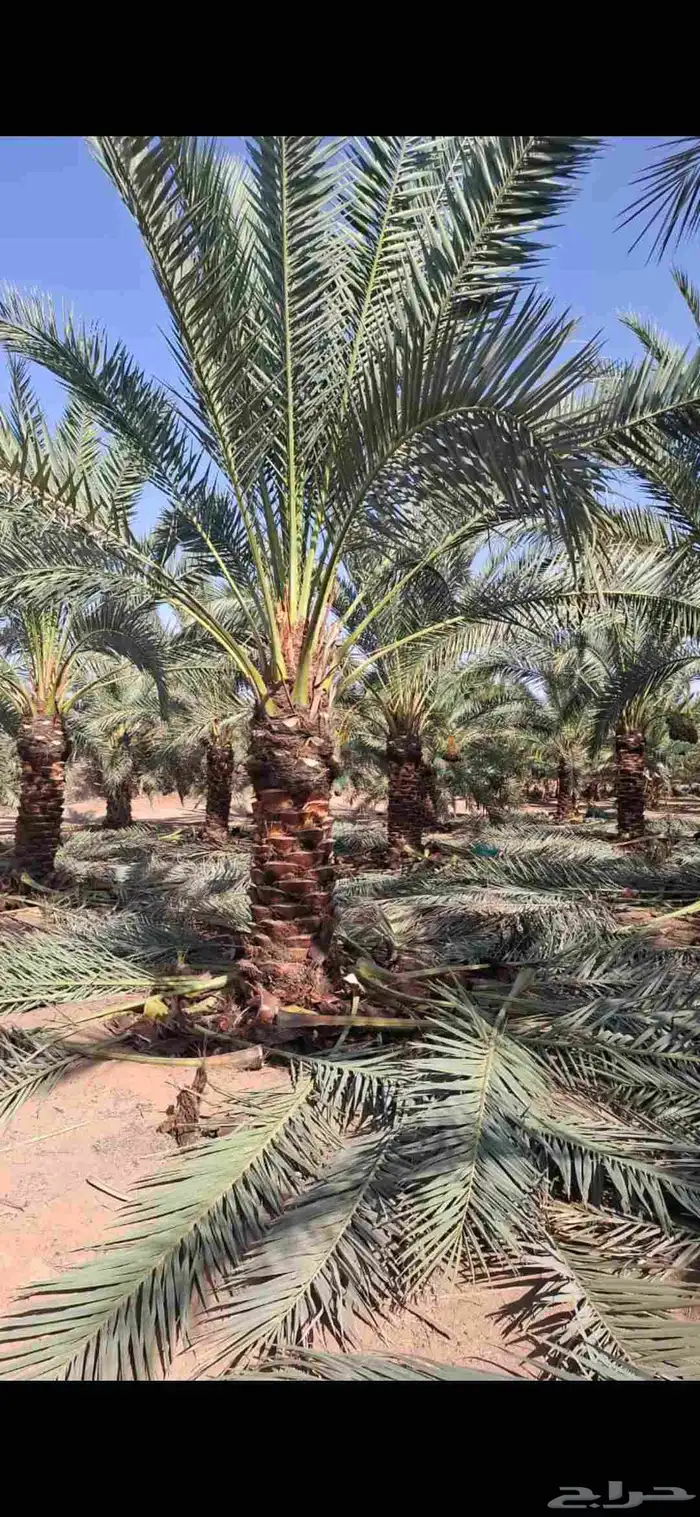 يتوفر لدينا جميع انوع  النخيل  سكري خلاص برحي روثانه منيفي 4